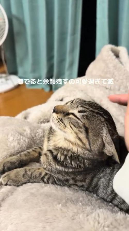 猫の頭から手を離す飼い主