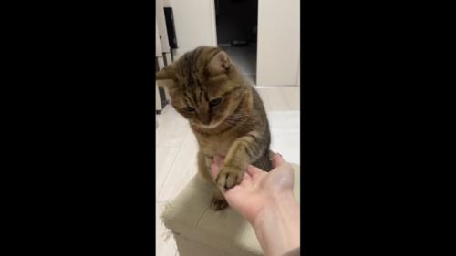 お手している写真