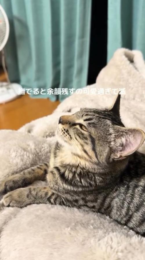 薄めを開けて宙を見つめる猫