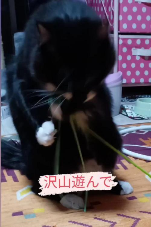 おもちゃで遊ぶ猫