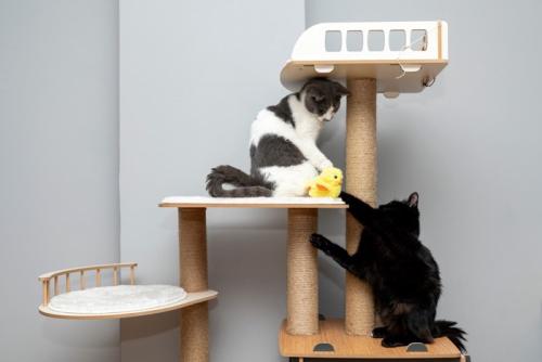 タワーで遊ぶ猫たち