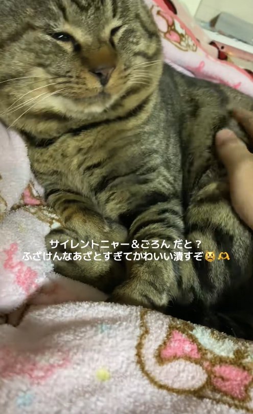 顔を上げて薄目で画面向かって右側を見つめる猫