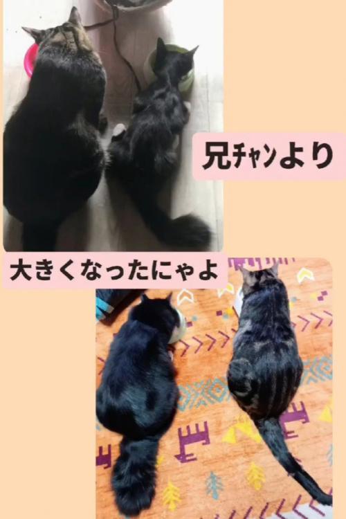 並んでいる2匹の猫