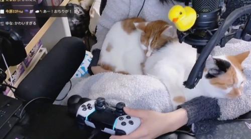 飼い主の膝の上でくつろぐ2頭の猫