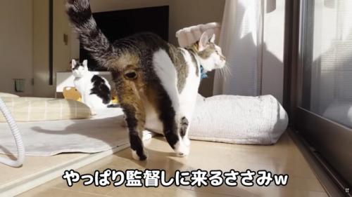 テロップ「やっぱり監督しに～」