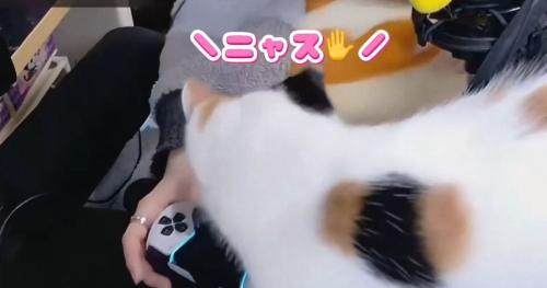 ゲームをしている飼い主のそばに歩いてくる三毛猫