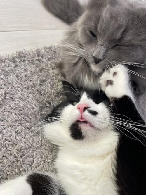 じゃれ合う2匹の猫