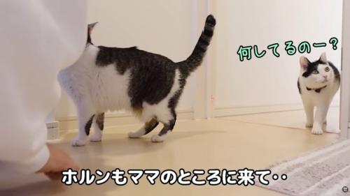 テロップ「ホルンもママの～」