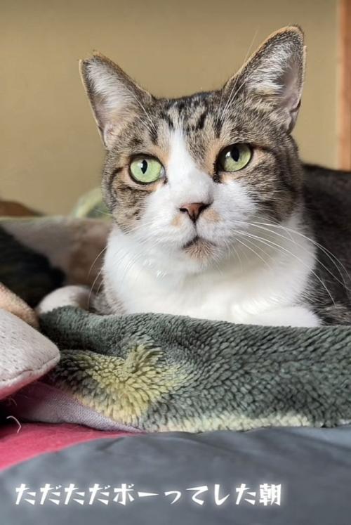 布団の上でくつろぐキジ白猫