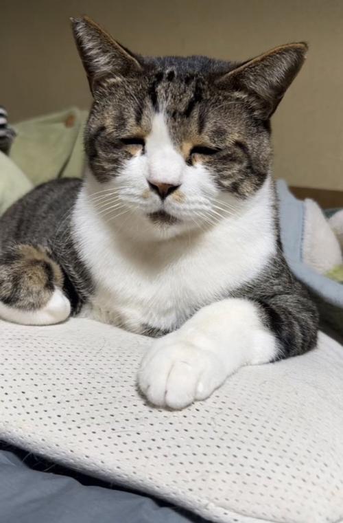 布団の上で眠いのを我慢するキジ白猫