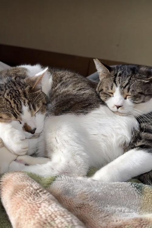 布団の上でくっついて寝る2匹のキジ白猫