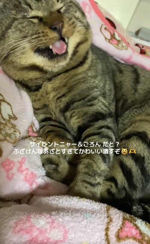 目を瞑って画面向かって右側に顔を向けながら口を開けている猫