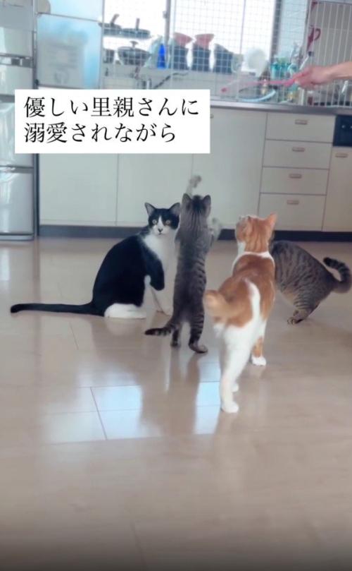 おもちゃで遊ぶ猫たち
