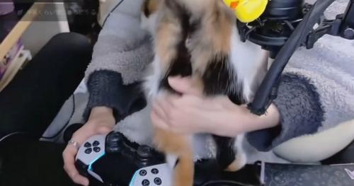 三毛猫の体を自分の方へ引き寄せる飼い主