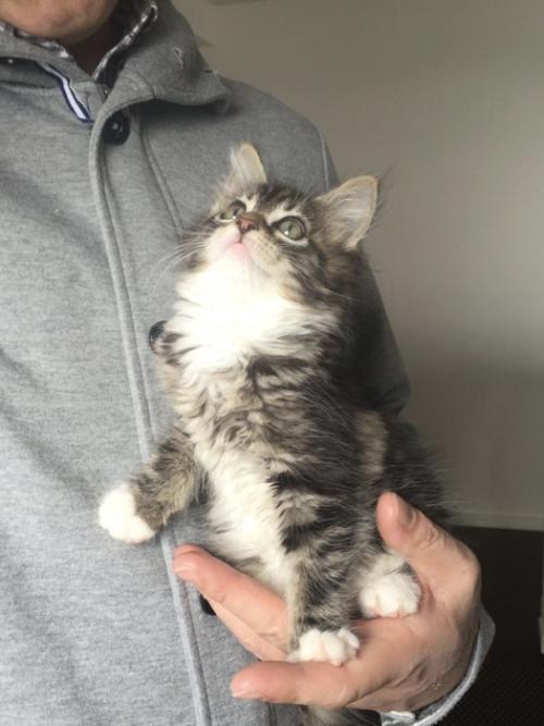 片手に乗っているメインクーンの子猫