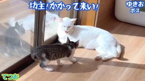 かかって来い！
