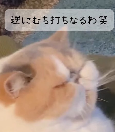 白茶猫の横顔アップ（逆にむち打ちになるわ笑）