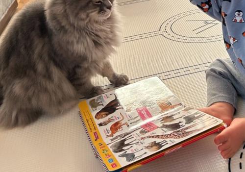 図鑑の息子さんを見守る猫