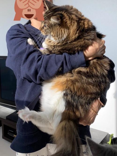 抱っこされるメインクーン