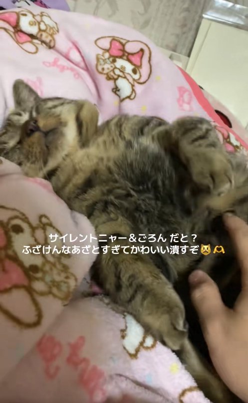 お腹を出してひっくり返っている猫