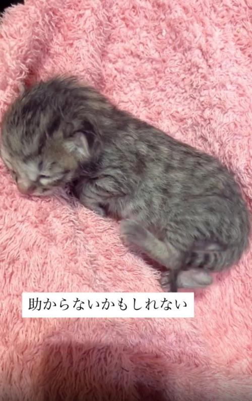 生まれたばかりの子猫