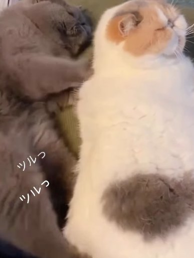 横になって白茶猫の背中を押す猫（ツルっ、ツルっ）