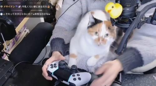 飼い主の膝の上に座る三毛猫