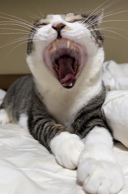 布団の上で欠伸をするキジ白猫