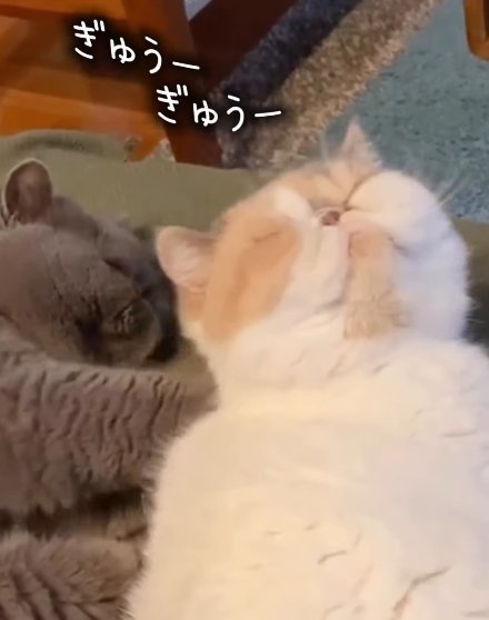 横になって白茶猫の背中を押す猫（ぎゅーぎゅー）