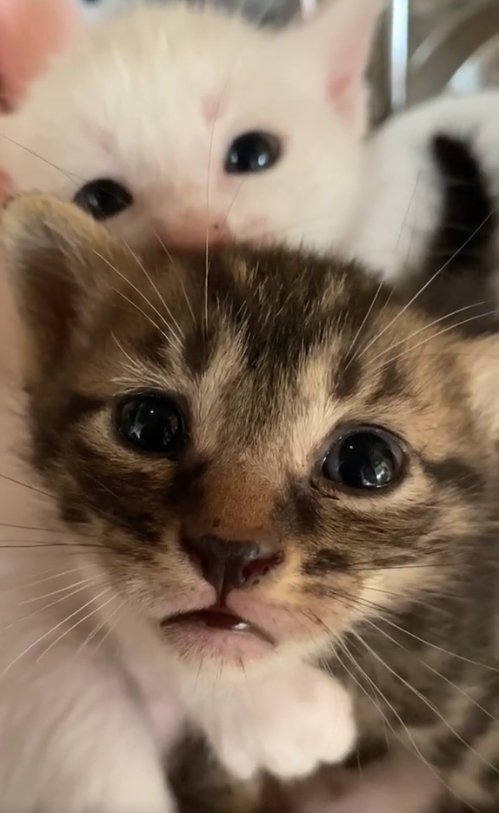 子猫の顔アップ