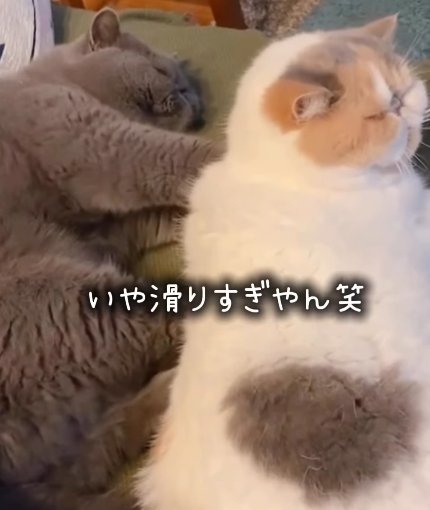 横になって白茶猫の背中を押す猫（いや滑りすぎやん笑）