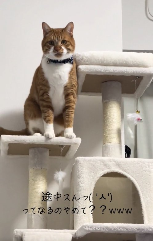 キャットタワーの上でお座りしている猫