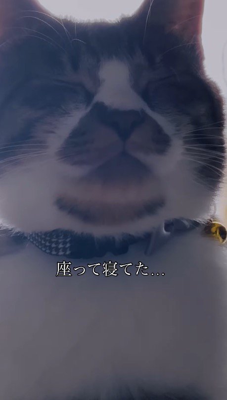 座ったまま眠る猫の顔