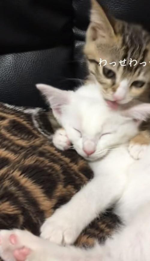 毛づくろいしている猫の写真1