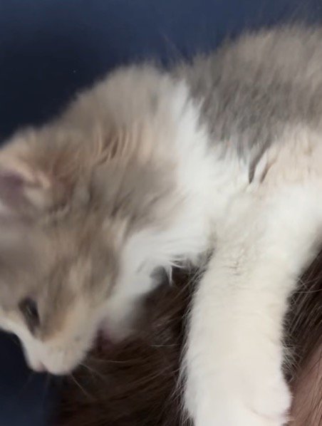 飼い主の髪を舐める子猫