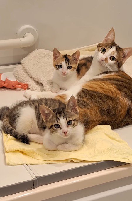 投稿者を見つめる3頭の猫