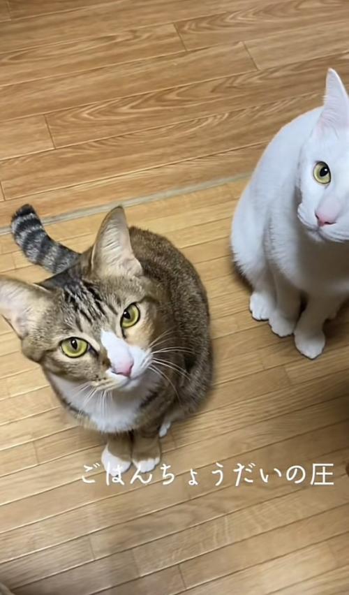 「ごはんちょうだいの圧」のテロップ写真1