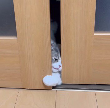 ドアの隙間にクロスさせた前足を入れる猫