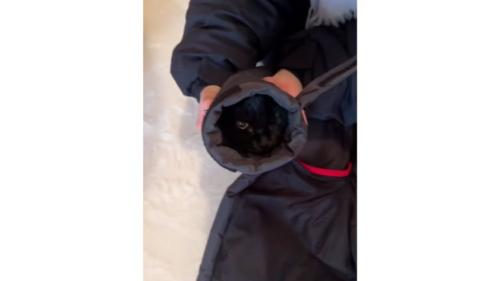 ダウンジャケットの袖の中にいる猫