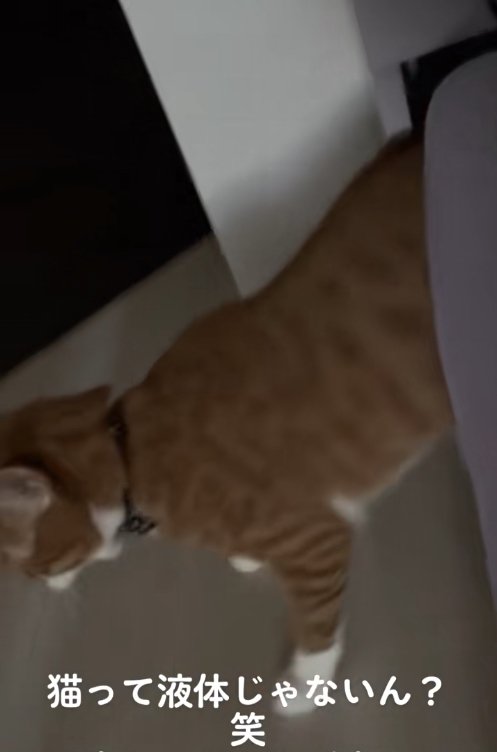 ベッドの隙間にお尻がはさまっている猫