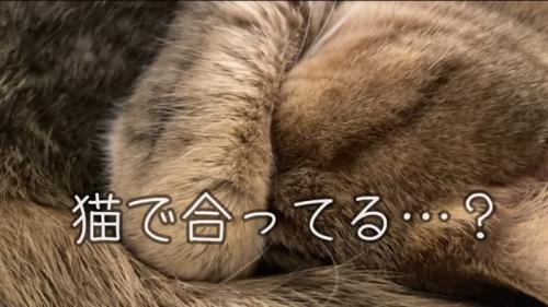 猫で合ってる…?