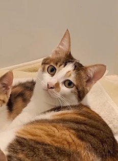 投稿者を見つめる成猫