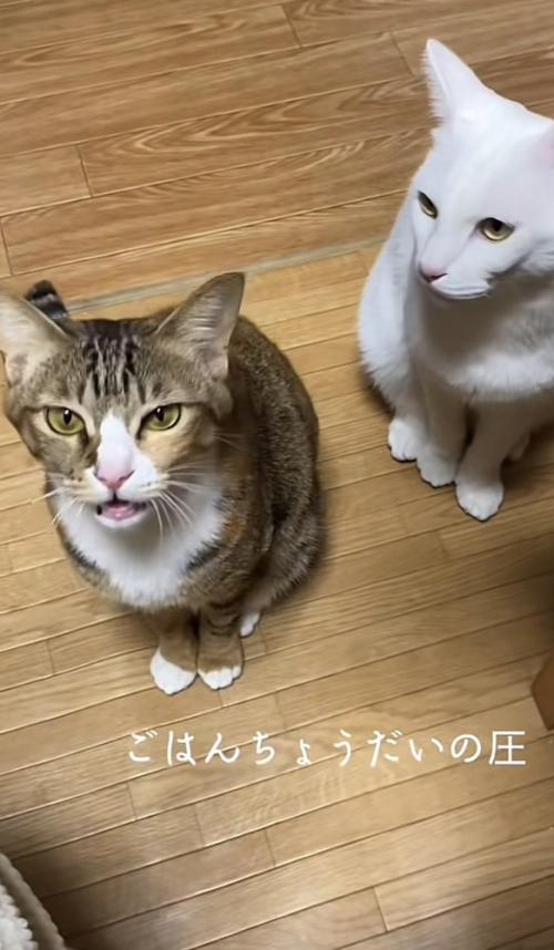 「ごはんちょうだいの圧」のテロップ写真2