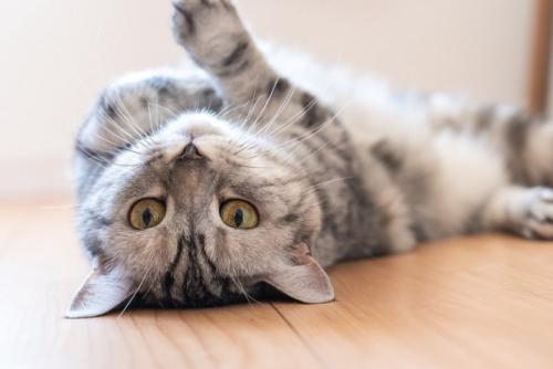 仰向けの猫
