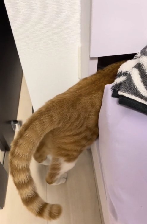 上半身をベッドの隙間にねじ込んだ猫(アングル上から)