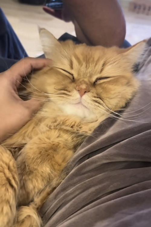 ママに抱っこされるサイベリアン