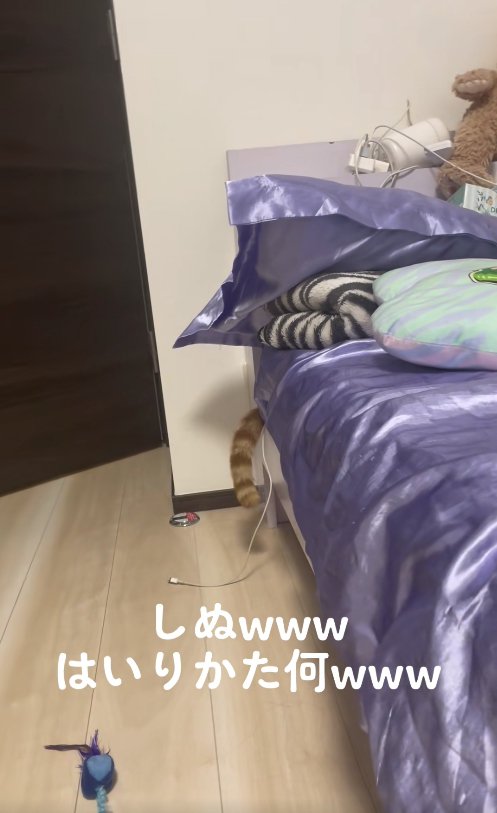 ベッドの隙間から尻尾だけが出ている猫