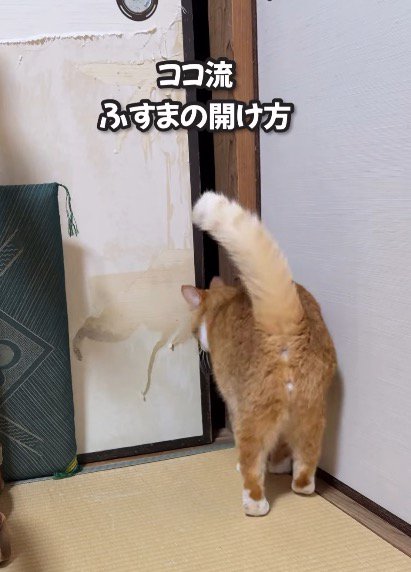 襖の前で立ち止まる猫