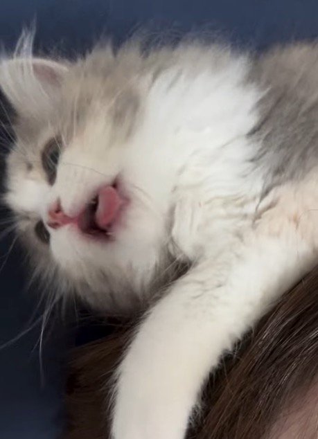 飼い主の頭を掴んで幸せそうな顔をする子猫