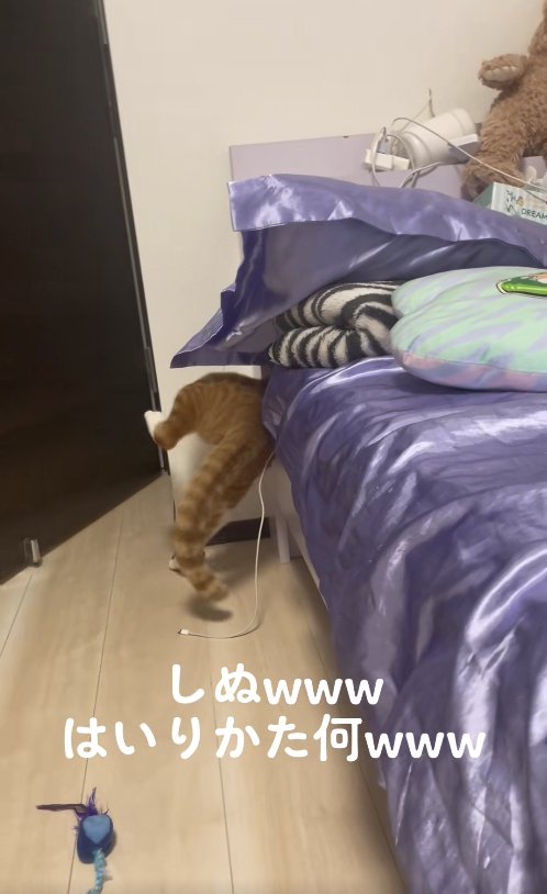 上半身をベッドの隙間に入れて左後ろ足を曲げている猫